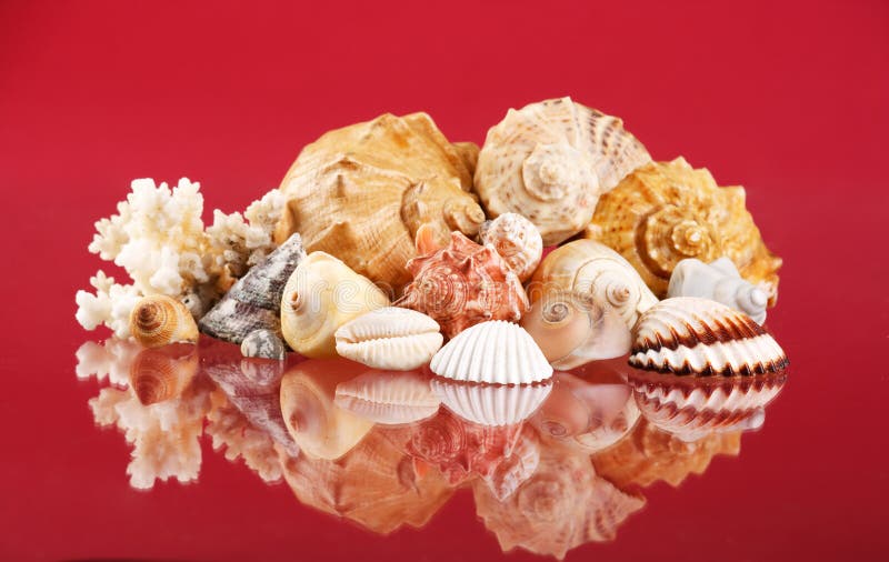 Conchas marinhas imagem de stock royalty free