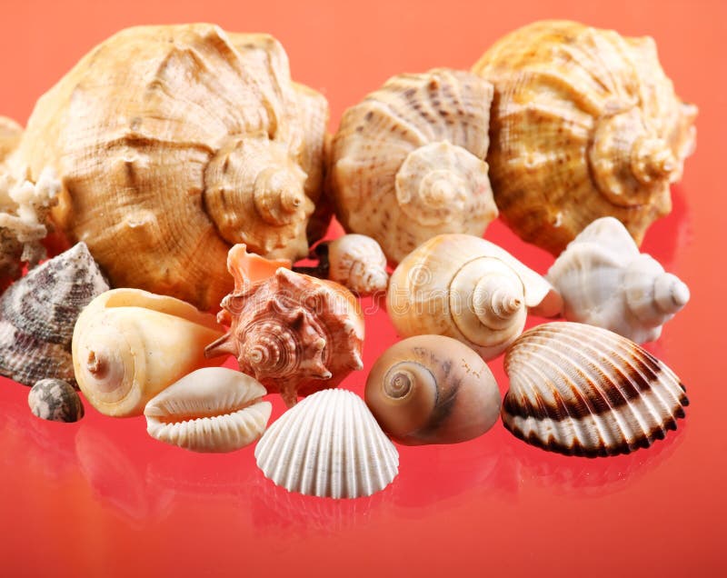 Conchas marinhas imagem de stock