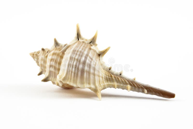 Conchiglia Tropicale Della Conchiglia Con L'oceano, La Spiaggia E La Vista Sul Mare Image87318518 - Foto 3