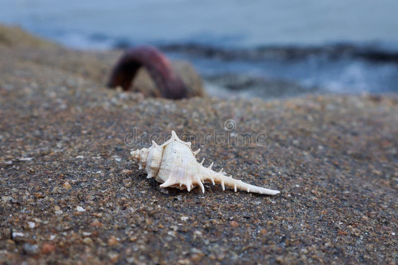 Conchiglia appuntita bianca sul muro di cemento dalla spiaggia immagini stock libere da diritti Conchiglia appuntita bianca sul muro di cemento dalla spiaggia immagini stock libere da diritti