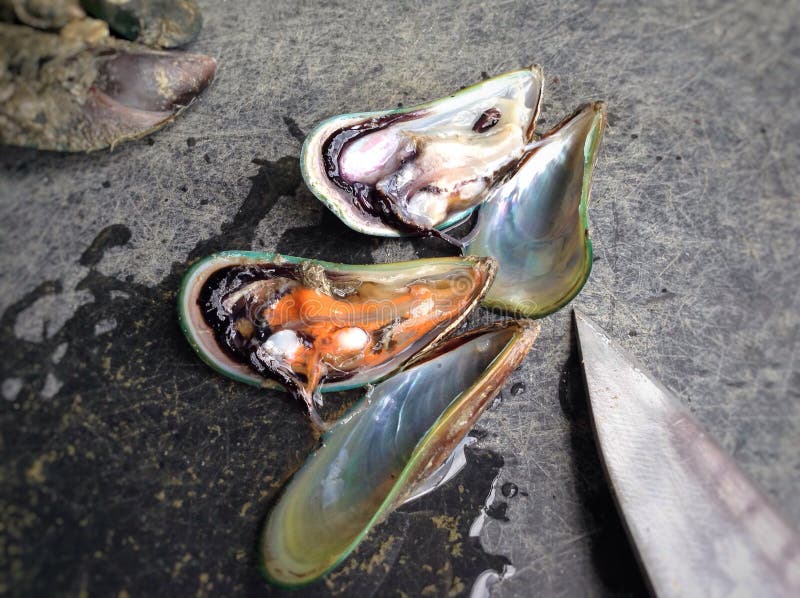 Conchiglia di cozze verdi fresche fotografie stock libere da diritti