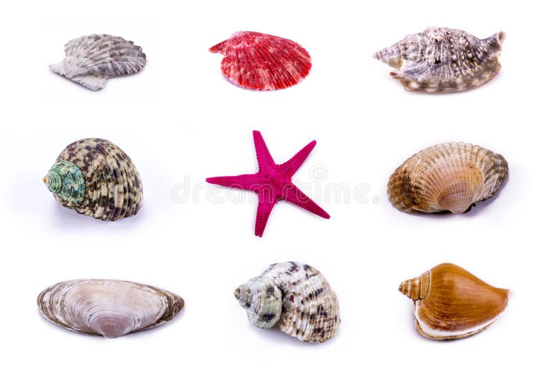 Conchiglia e stelle marine messe - isolato su fondo bianco fotografia stock Conchiglia e stelle marine messe - isolato su fondo bianco fotografia stock
