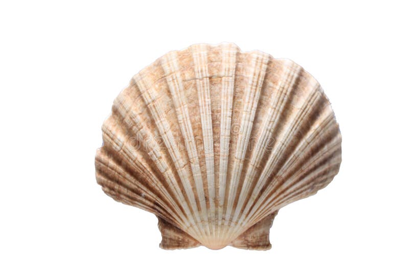 Conchiglia isolata su fondo bianco con lo spazio della copia per il vostro testo fotografia stock Conchiglia isolata su fondo bianco con lo spazio della copia per il vostro testo fotografia stock