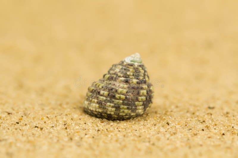 Conchiglia la sabbia Macro fotografia stock libera da diritti Conchiglia la sabbia Macro fotografia stock libera da diritti