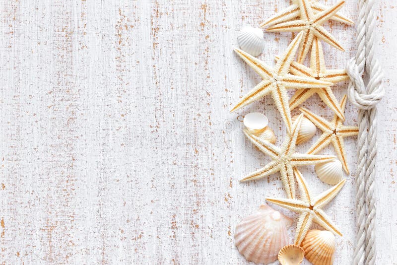 Conchiglie fotografia stock libera da diritti