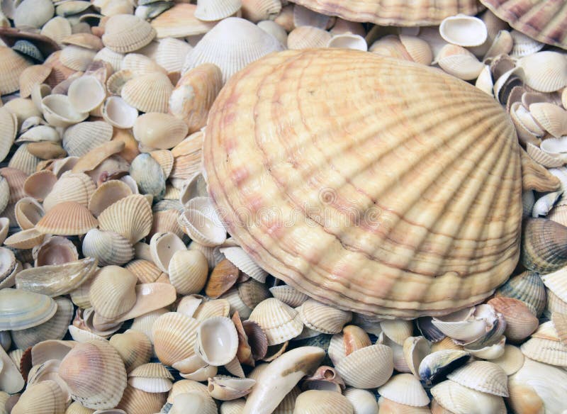 Conchiglie Naturali Bianche 500g - Decorazioni Artigianali Per Fai Da Te E Progetti Creativi - Foto 12