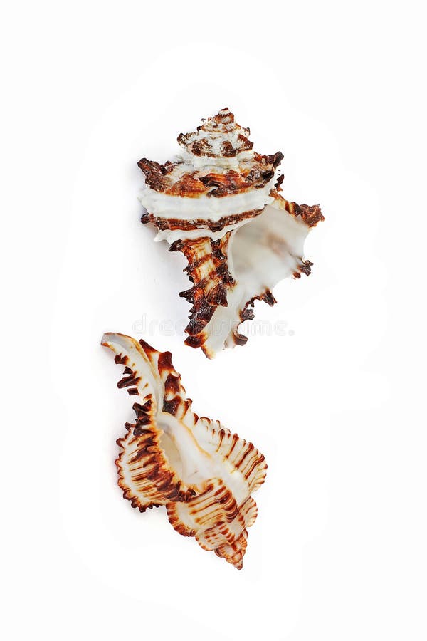 Conchiglie di strombo Abitanti del mare Natura magnifica Seashells su una priorità bassa bianca immagini stock Conchiglie di strombo Abitanti del mare Natura magnifica Seashells su una priorità bassa bianca immagini stock