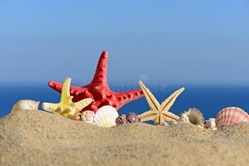 Islandburner Quadro Su Tela Conchiglie Di Mare Stelle Marine Su Sabbia Tropicale Turchese Caraibi Estate Vacanze Icona Viaggio XL Quadri Stampe Arte Poster Murale - Foto 10