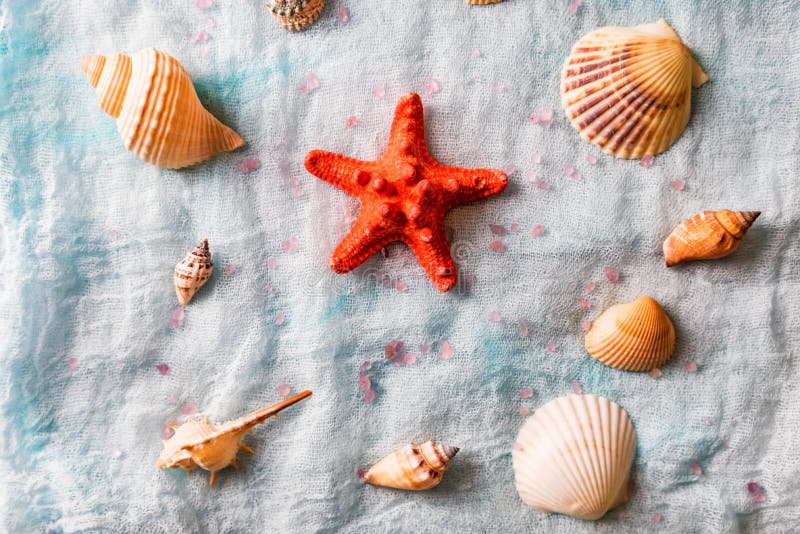 Conchiglie e stelle marine sul fondo bianco del panno fotografia stock libera da diritti Conchiglie e stelle marine sul fondo bianco del panno fotografia stock libera da diritti