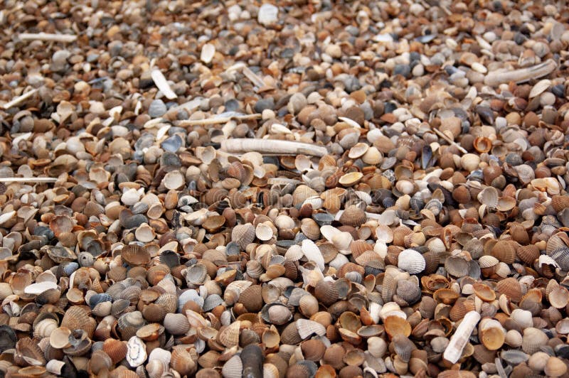 Conchiglie e vongole sulle sabbie costiere immagini stock libere da diritti Conchiglie e vongole sulle sabbie costiere immagini stock libere da diritti