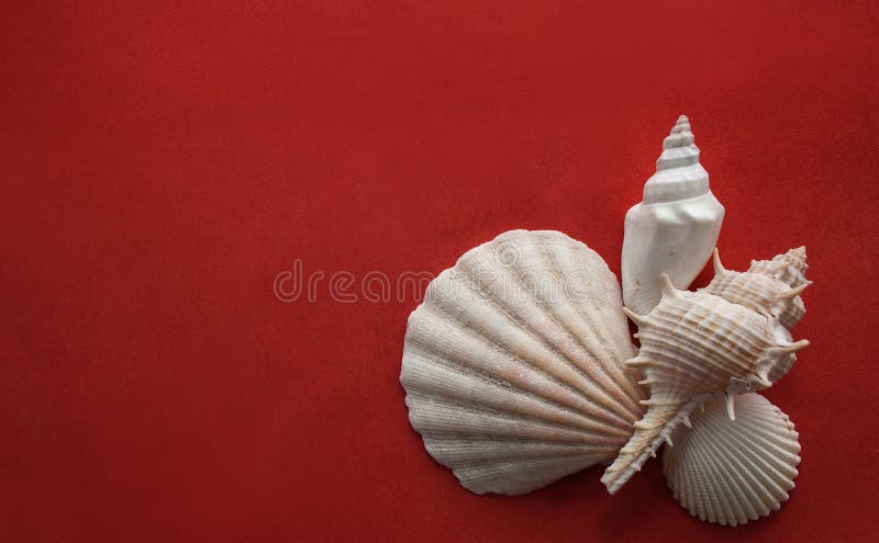 Conchiglie su rosso fotografia stock libera da diritti Conchiglie su rosso fotografia stock libera da diritti