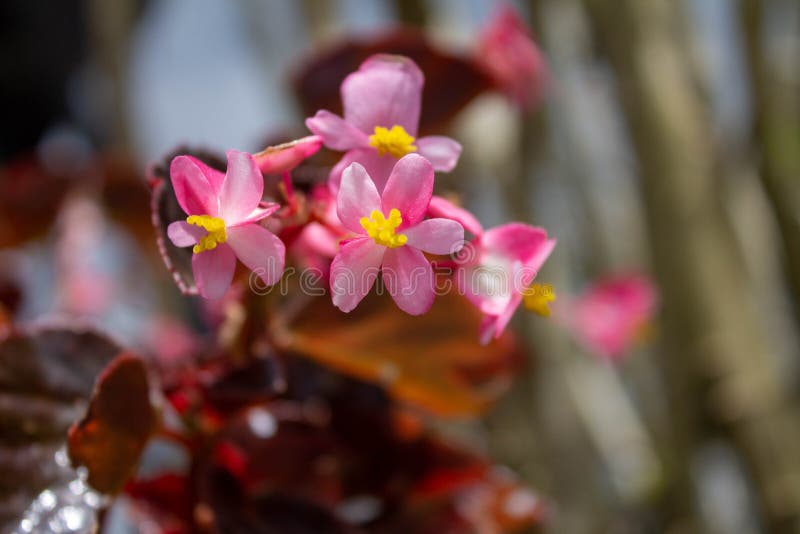 Conchita Begonia Flor Pequena Flores De Jardim Com Diferentes, Todas Rosa E  Vermelho Foto de Stock - Imagem de conchita, frente: 183337192