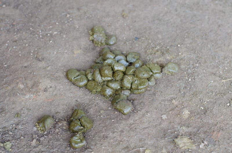Concime Fresco E Puzzolente Del Cavallo Fotografia Stock Immagine di