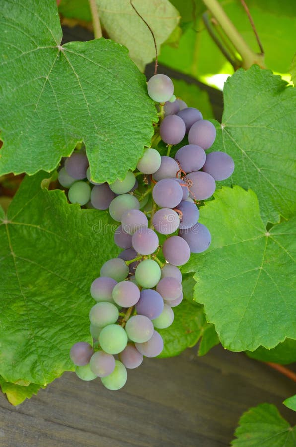 Concord grapes stock photo. Image of purple, nature, green - 25699652