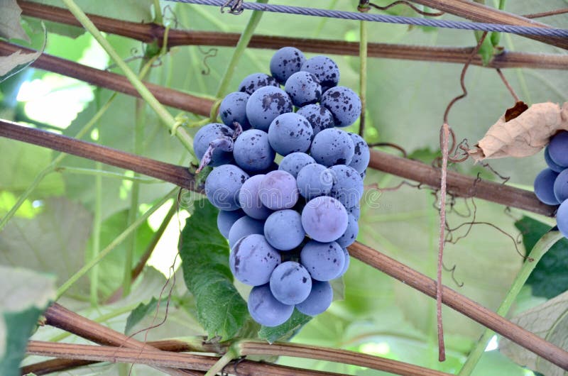 Concord Grapes stock photo. Image of purple, juicy, vines - 125706922