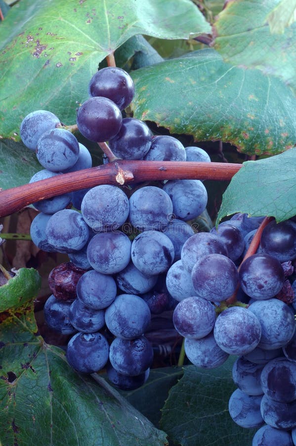 Acuerdo vino uvas sobre el enredadera.