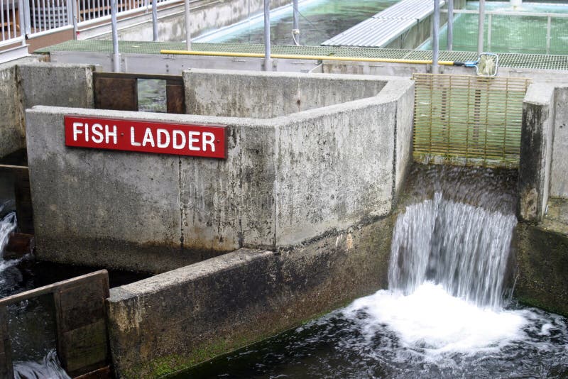 Inside of a salmon farm in Alaska shows a concrete fish ladder with pools and red sign. Inside of a salmon farm in Alaska shows a concrete fish ladder with pools and red sign