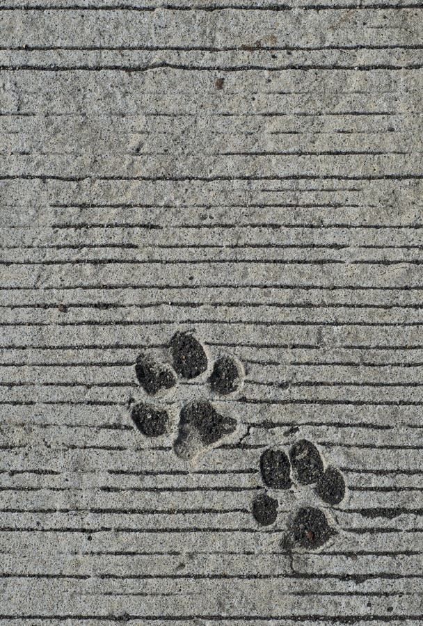 Concrete Floor with Lines, Dog`s Paws Prints Stock Photo - Image of