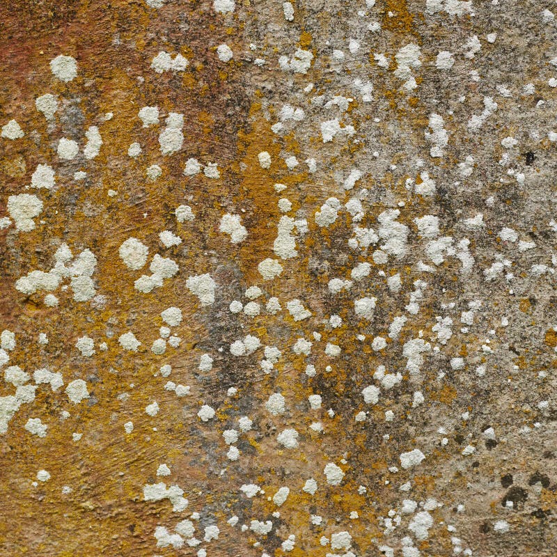 Concrete fragment covered with fungus as a background texture. Concrete fragment stock images, royalty-free photos and pictures