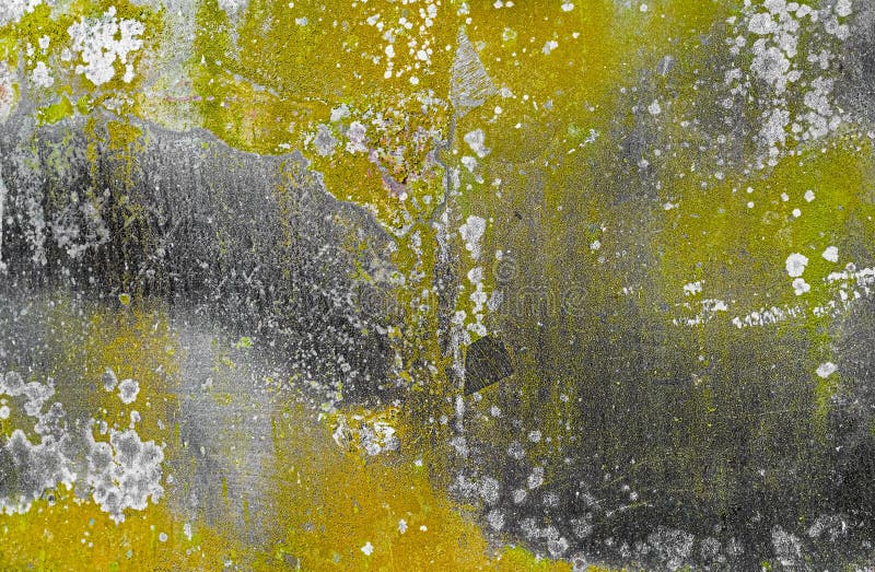 Grunge concrete wall with peeling paint and black and green mildew stains. Grunge concrete wall with peeling paint and black and green mildew stains