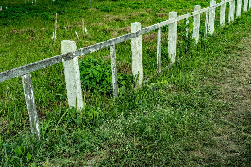 Concrete and wood fence stock photo. Image of plants 84718964