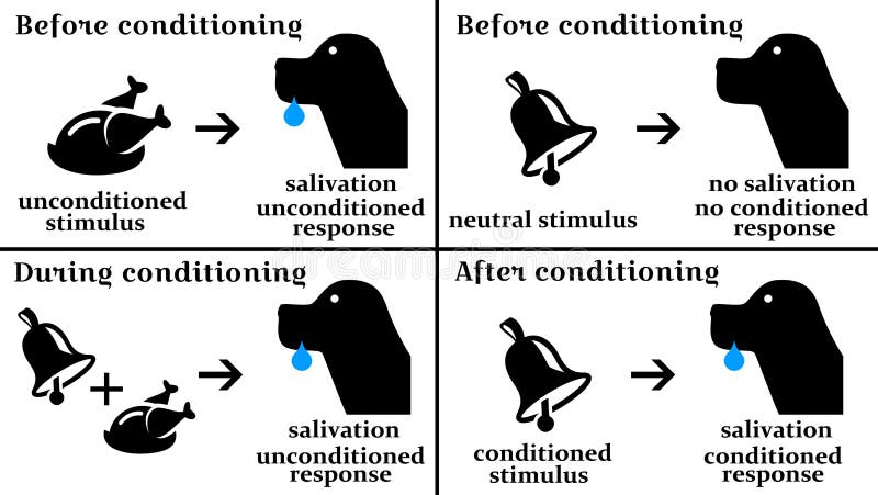 pavlov classical conditioning pavlov classical conditioning
