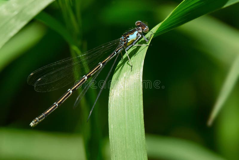 Conditum de Aurora Damsel Damselfly - de Chromagrion imagens de stock royalty free Conditum de Aurora Damsel Damselfly - de Chromagrion imagens de stock royalty free