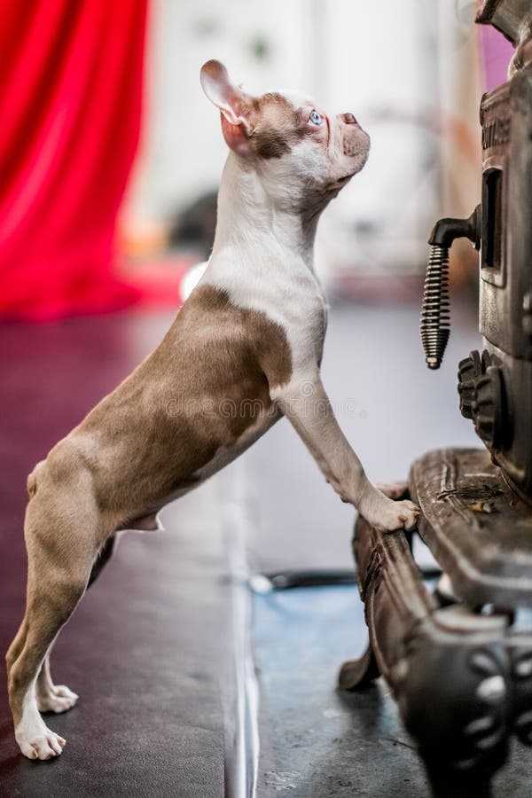 Condizione del cucciolo del terrier di Boston su una stufa bruciante di legno fotografia stock Condizione del cucciolo del terrier di Boston su una stufa bruciante di legno fotografia stock