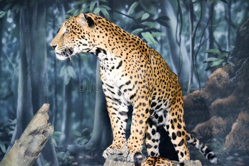 Condizione del leopardo fotografia stock Condizione del leopardo fotografia stock