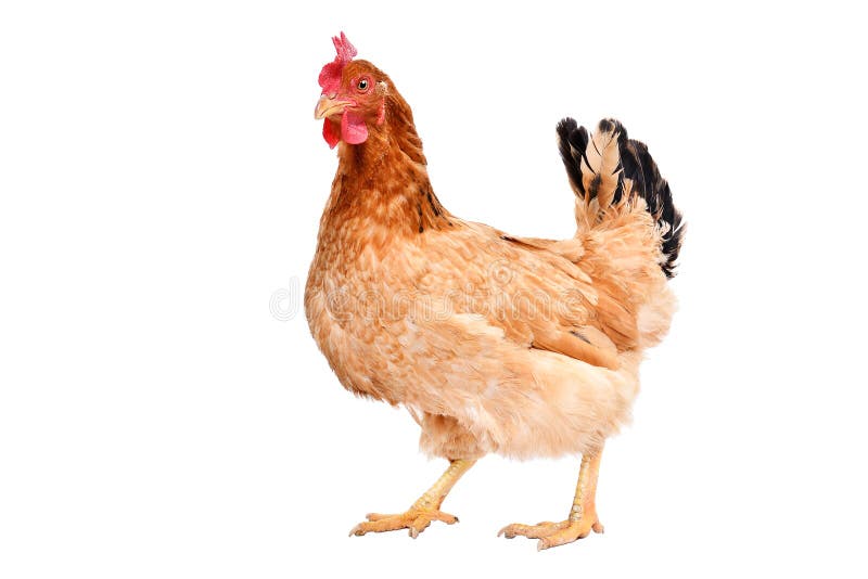 Condizione della gallina isolata immagine stock libera da diritti Condizione della gallina isolata immagine stock libera da diritti
