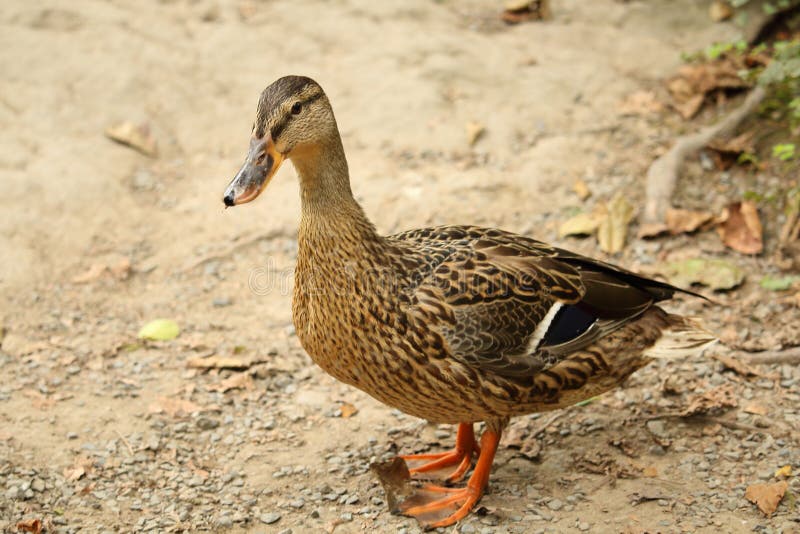 Condizione femminile di Mallard (anatra selvatica) sulla ghiaia - insabbi la strada fotografie stock Condizione femminile di Mallard (anatra selvatica) sulla ghiaia - insabbi la strada fotografie stock
