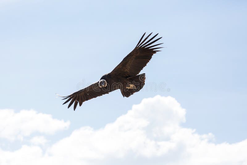 condor royalty-vrije stock afbeeldingen condor royalty-vrije stock afbeeldingen
