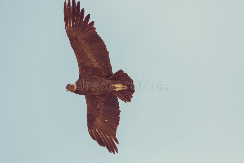 condor stock foto condor stock foto