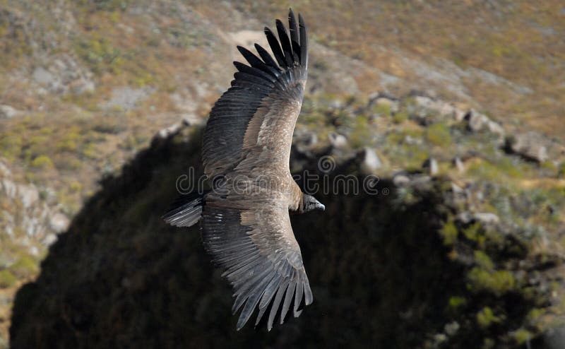 Condor stock image. Image of raptors, vulture, cliff, wingspan - 68777