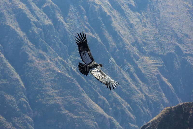 condor stock foto's condor stock foto's