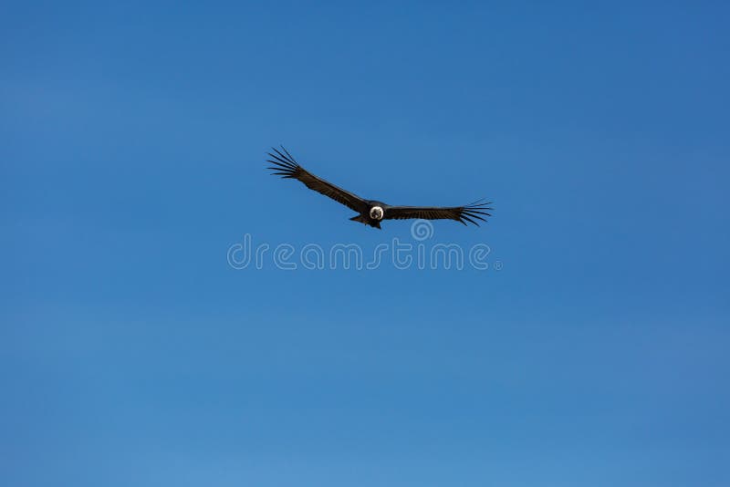 condor royalty-vrije stock fotografie condor royalty-vrije stock fotografie