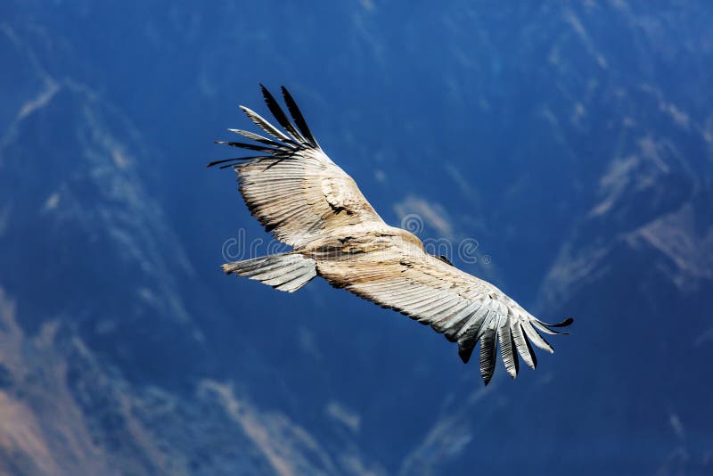 condor stock fotografie condor stock fotografie
