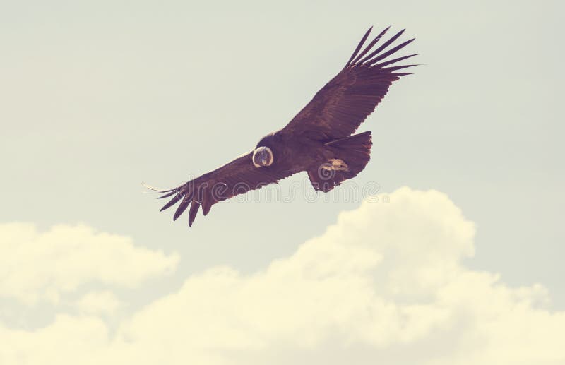 condor stock foto condor stock foto