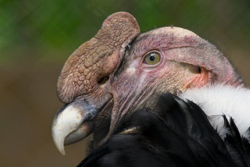 174 Condor Feathers Peru Stock Photos - Free & Royalty-Free Stock ...