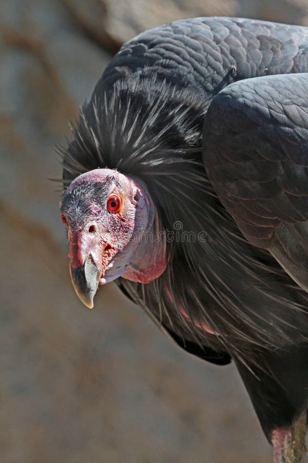 Condor