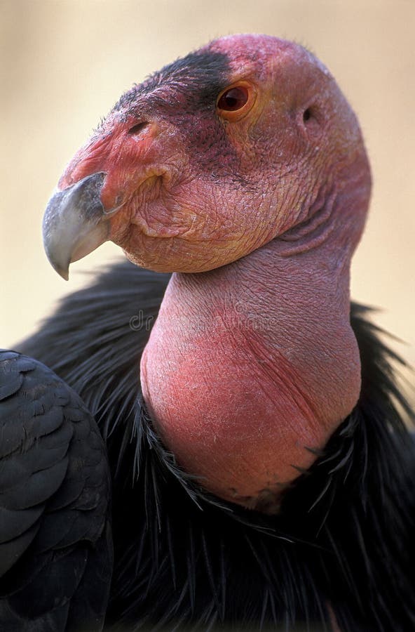 Condor di California fotografia stock libera da diritti