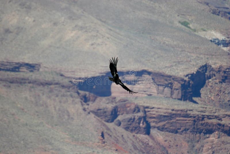 Condor over Grand Canyon