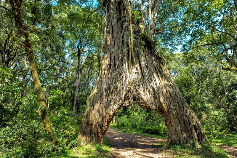 Conduzca a través de la higuera, árbol de los ficus con el agujero para el coche imagen de archivo libre de regalías Conduzca a través de la higuera, árbol de los ficus con el agujero para el coche imagen de archivo libre de regalías