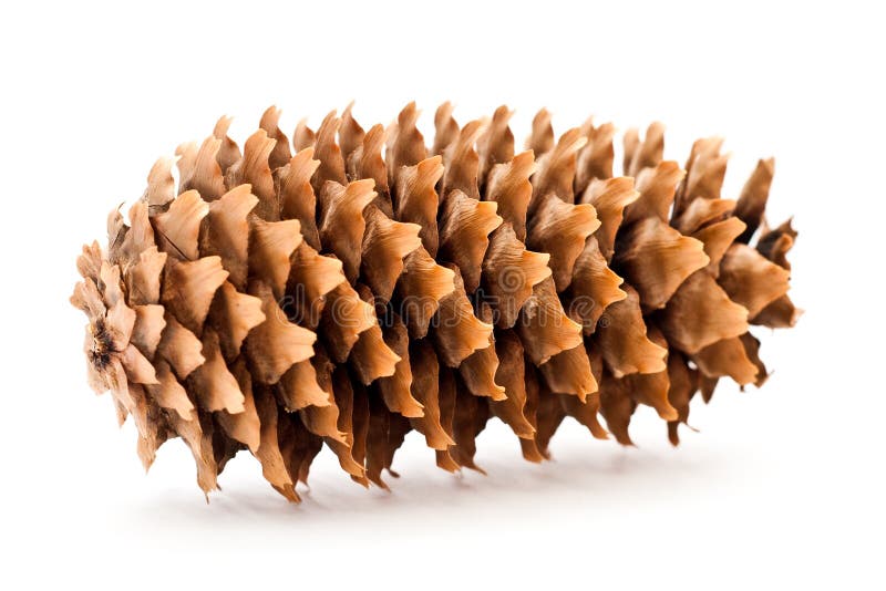 Cone stock photo. Image of tree, coniferous, botany, plant 18635088