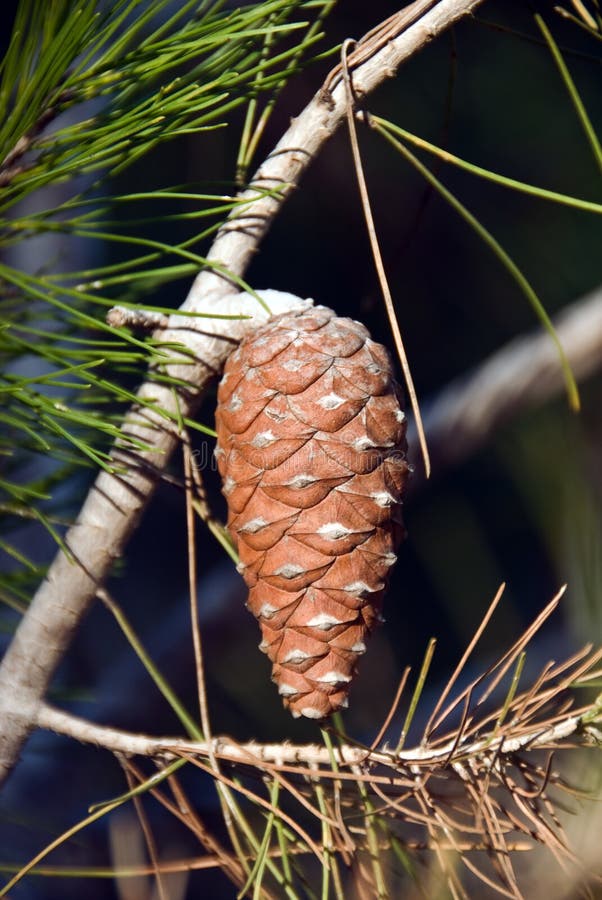 Cone stock image. Image of natural, wild, coniferous, green 7710709
