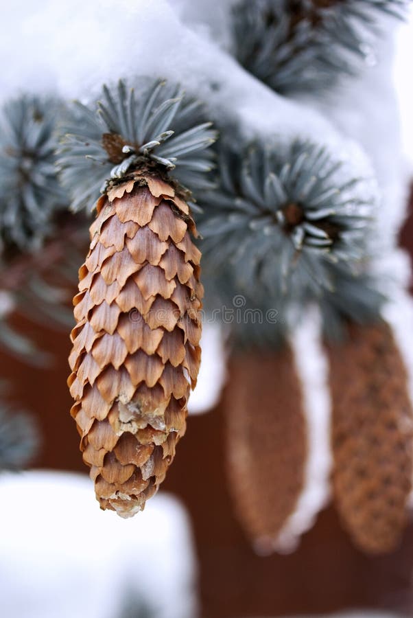 Cone do pinho imagem de stock royalty free Cone do pinho imagem de stock royalty free
