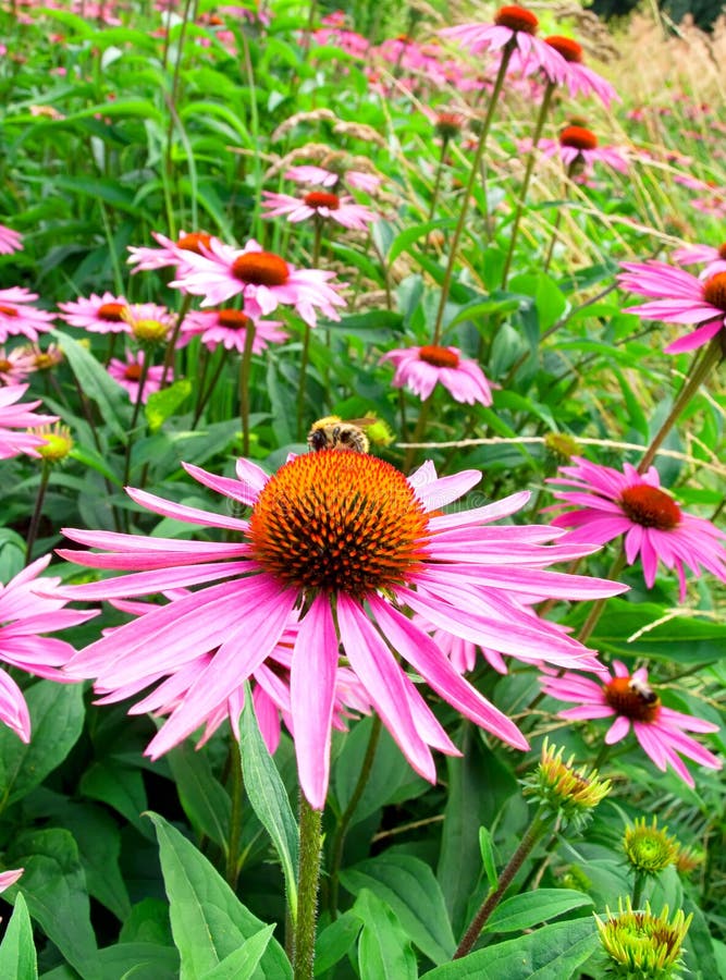 Cone Flower Panoramic 1 stock image. Image of panoramic 150657631