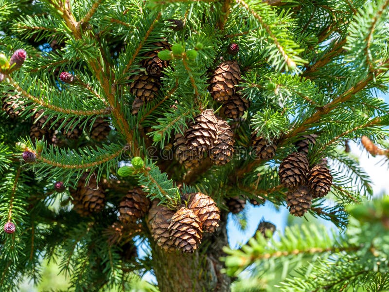 A cone is a modified shoot that develops at the ends of branches of gymnosperms of coniferous plants in the form of small formatio