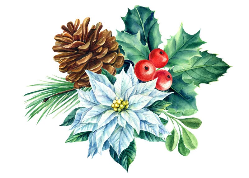 Cone, poinsettia and holly. Christmas decoration on white background, watercolor drawings. Xams Clipart . High quality illustration