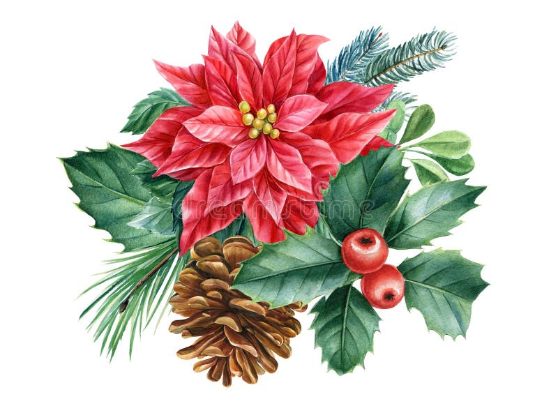 Cone, poinsettia and holly. Christmas decoration on white background, watercolor drawings. Xams Clipart . High quality illustration
